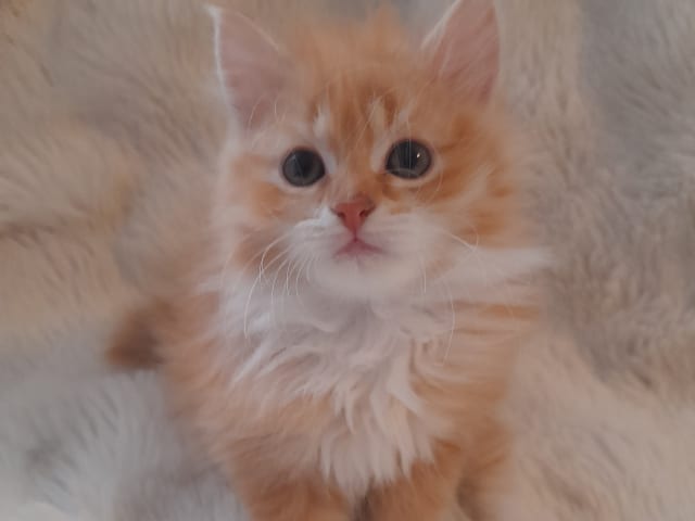 Sibirisk katt · Borlänge · SnowKitten