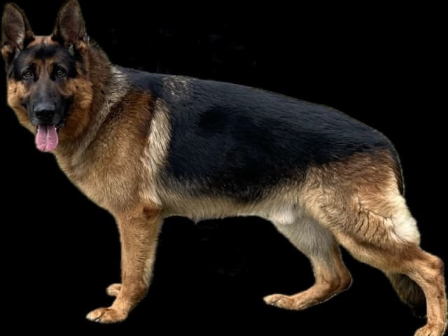 German Shepherd Dog · Rønne · Skjoldungens