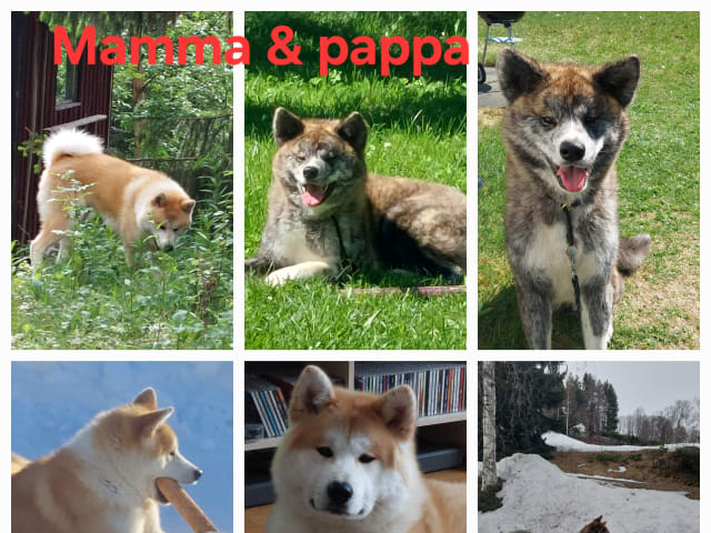 Akita inu · Dorotea · Krayon's kennel