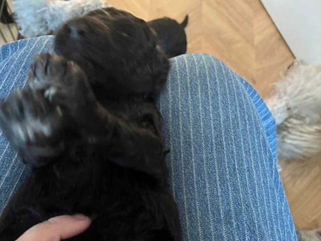 Pudel, stor