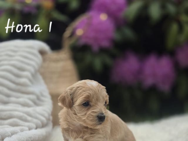 Maltipoo