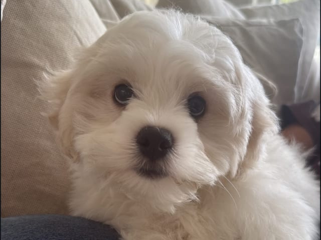 Maltipoo · Lidköping · Shkurta N.