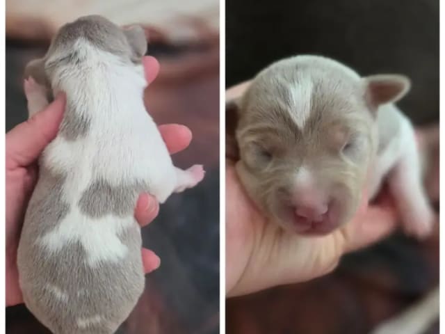 Brazilian Terrier