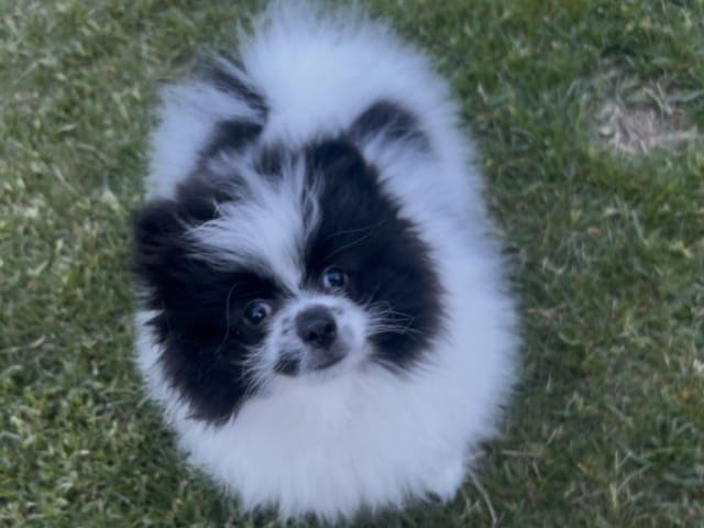 Pomeranian · Anderslöv · Hawar Hamid Hussein H.