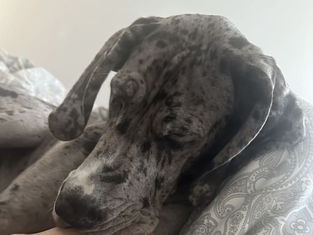 Great Dane (Grand danois)