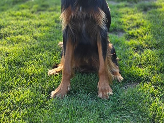 Gordon setter