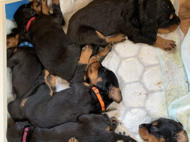 Gordon Setter · Bjoa · Storenutens