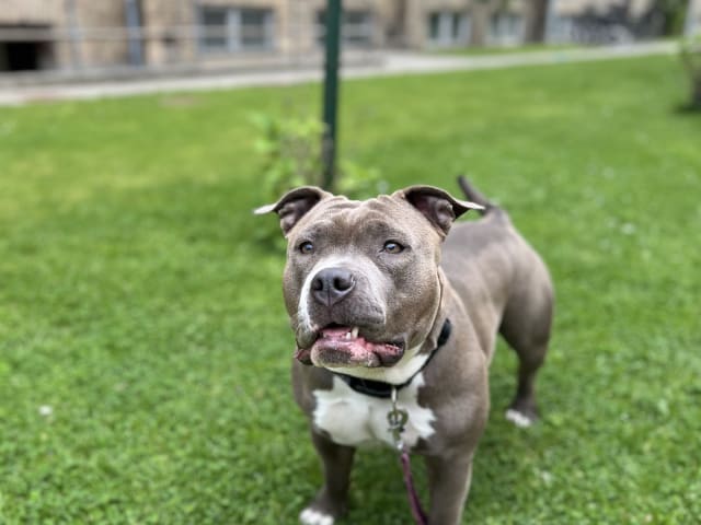 American bully