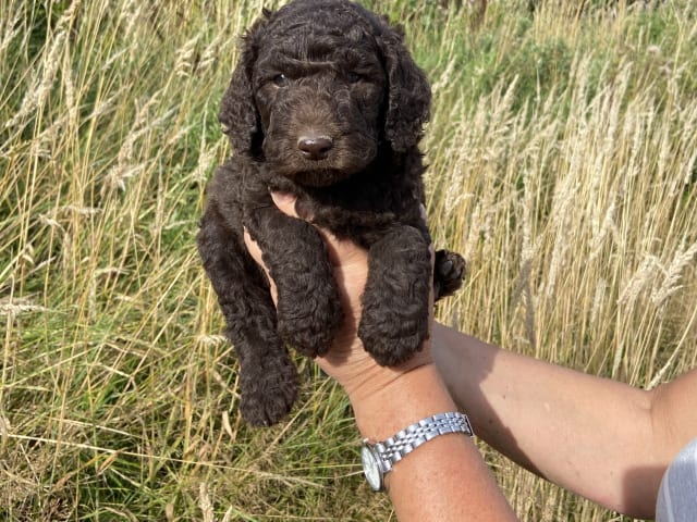 Labradoodle · Nol · Lyckliga Vovven