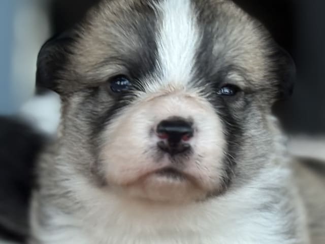 Welsh Corgi Pembroke