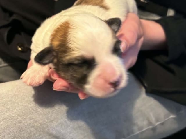 Coton de Tulear · Aalborg · Kystvejens Coton og Xolo