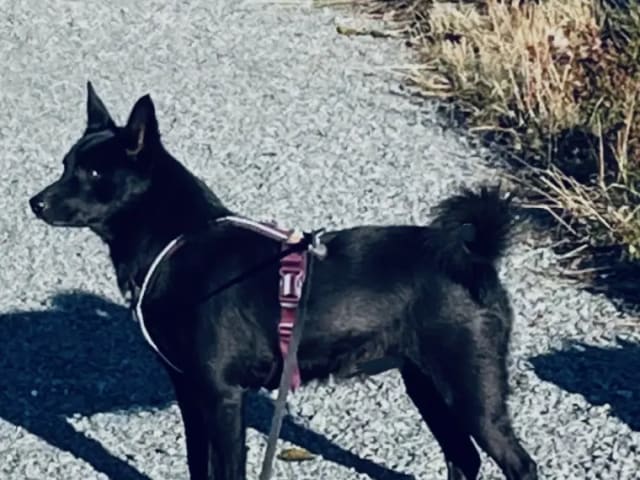 Norwegian Buhund
