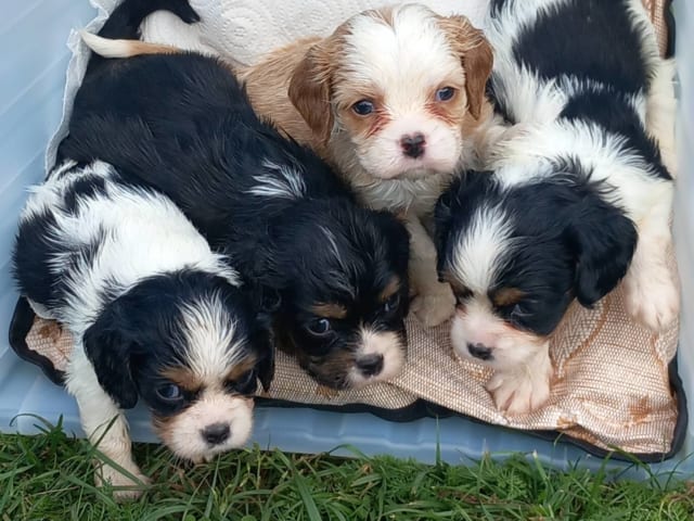 Cavalier King Charles Spaniel · Katrineholm · Linda M.