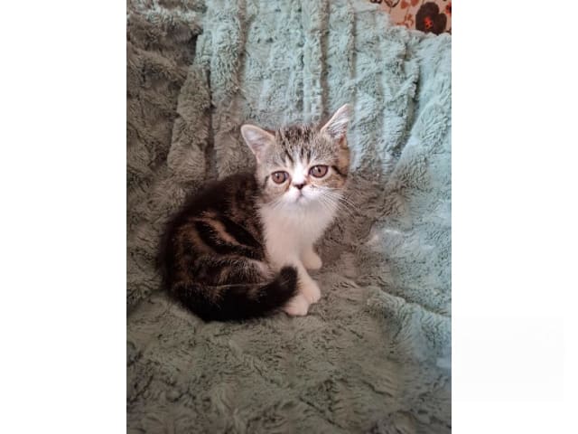 Exotic Shorthair · Kinnarp · S*Yomano's