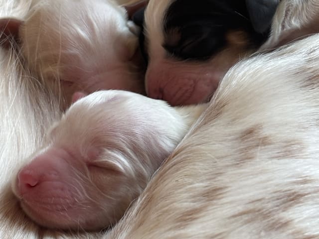 English Setter