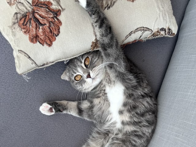Scottish Fold