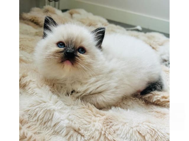 Ragdoll · Trollhättan · SE*Sapphire Blue Eyes