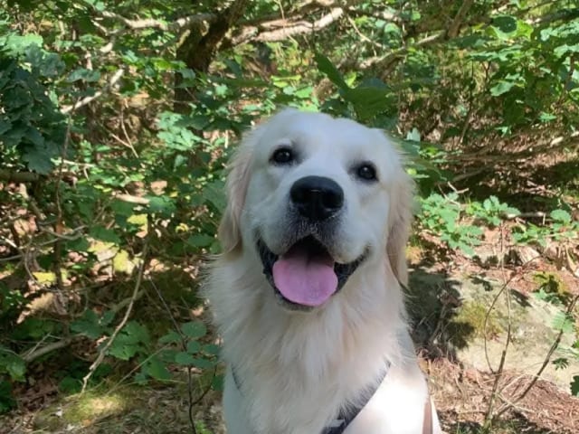 Golden Retriever · Hamresanden · Elisabeth Juli Levinsen