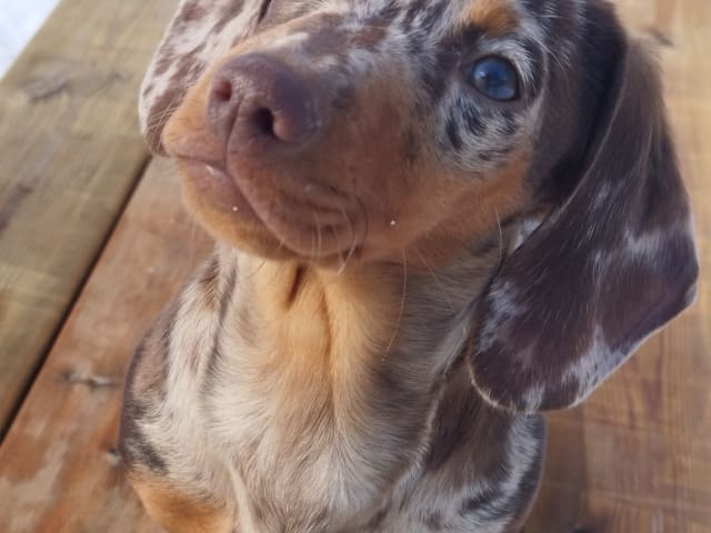 Dachshund