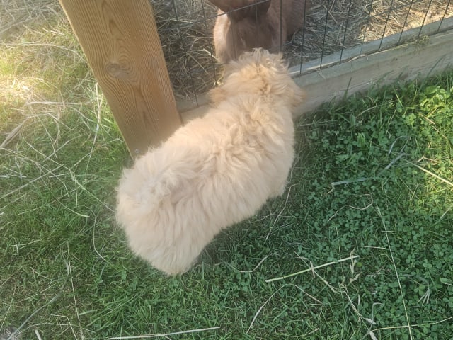 Blandras Dvärg pudel/ Bichon Havanais · Höör · Carola J.