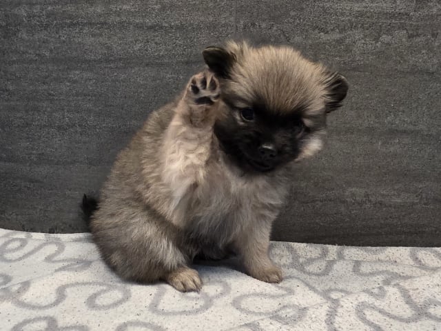 German Spitz – Mittelspitz