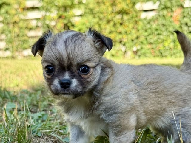 Chihuahua · Præstø · Cuba Duba's