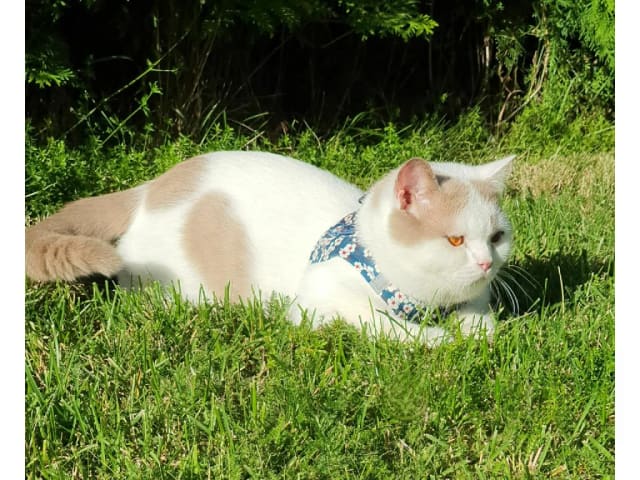 British Shorthair · Strängnäs · S*Pärlugglan's