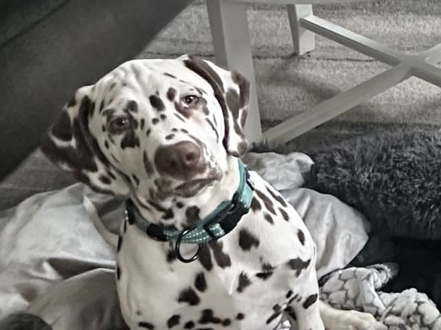 Dalmatian