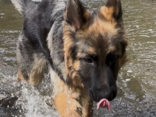 German Shepherd Dog