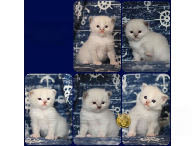 Ragdoll · Norrtälje · SE*Västersjöns