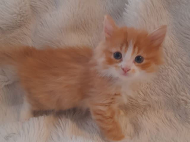 Sibirisk katt · Borlänge · SnowKitten