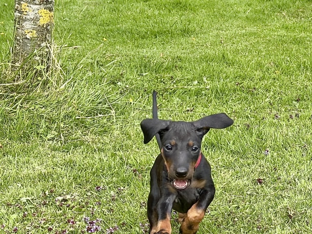 Manchester Terrier · Rennesøy · WestChester Kennel