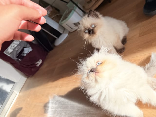 Ragdoll · Varberg · Abdulelah A.
