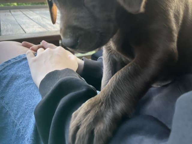 Labrador Retriever