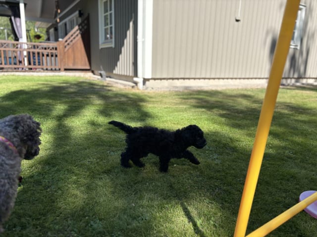 Cockerpoo · Kristinehamn · Marielle B.