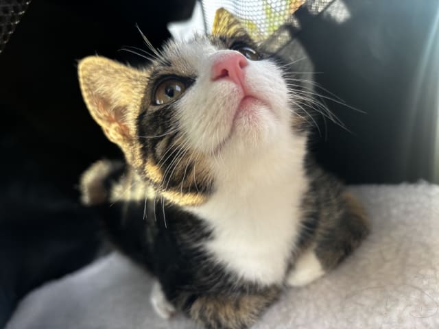 Bondkatt · Göteborg · Mince
