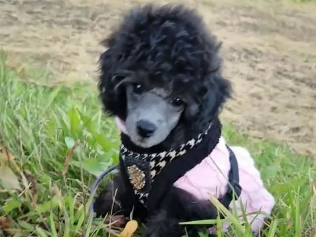Toy Poodle · Inderøy · Vibeke Roel