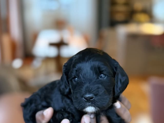 Cavapoo