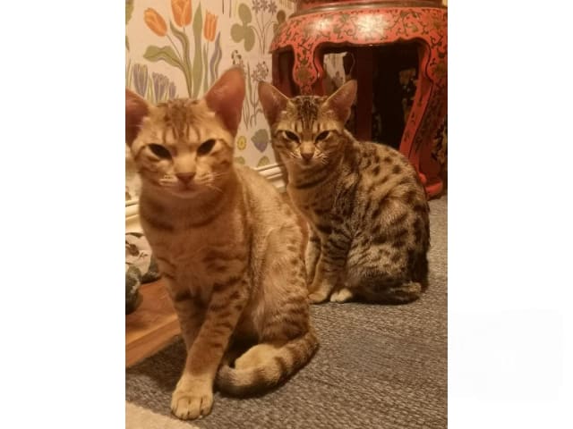 Ocicat · Nyköping · SE*Aspkatter