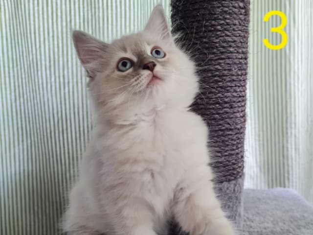 Ragdoll/Neva masquerade · Alunda · Annika S.