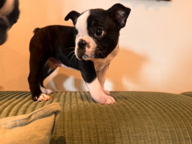 Boston terrier