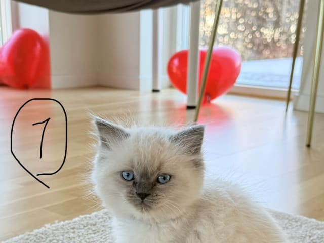 Ragdoll