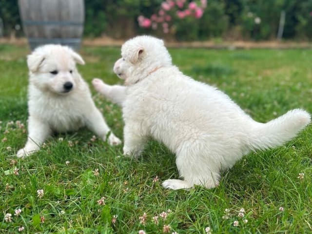 White Swiss Shepherd Dog · Gørlev · Annika Mikkelsen