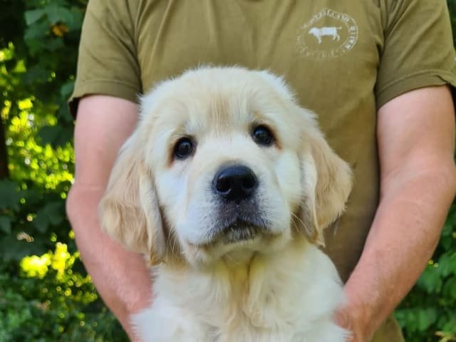 Golden Retriever