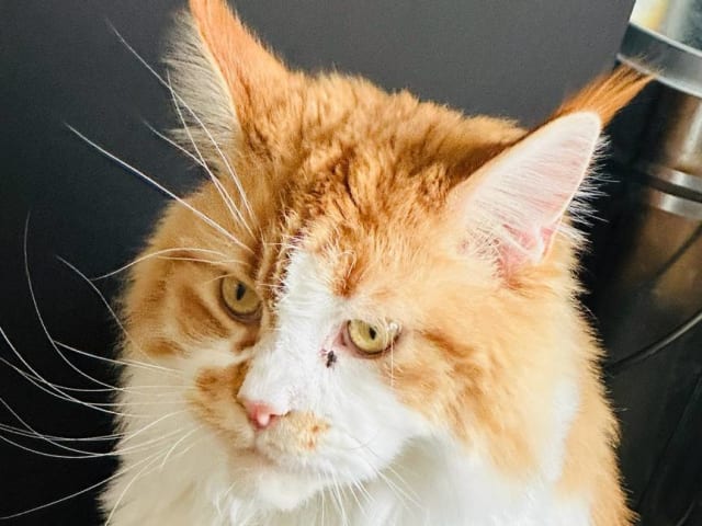 Maine Coon · Västra Frölunda · Jesper M.