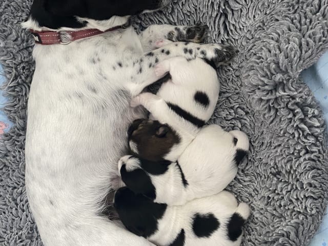 Jack russell terrier · Varberg · Kennel Beldio’s