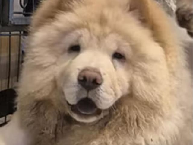 Chow Chow