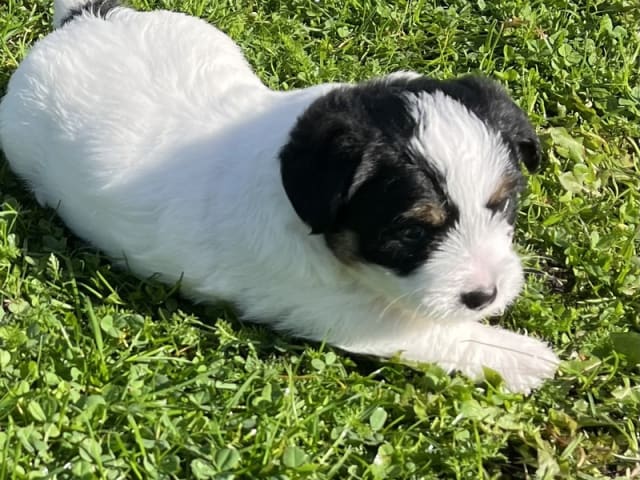 Jack Russell Terrier · Bording · Jane Lehmann