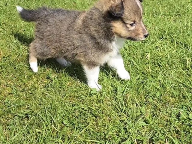Shetland sheepdog · Finsland · Malene Stordahl