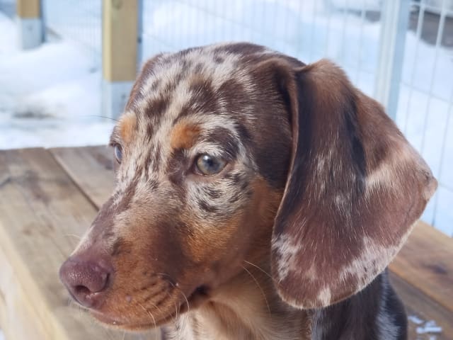 Dachshund